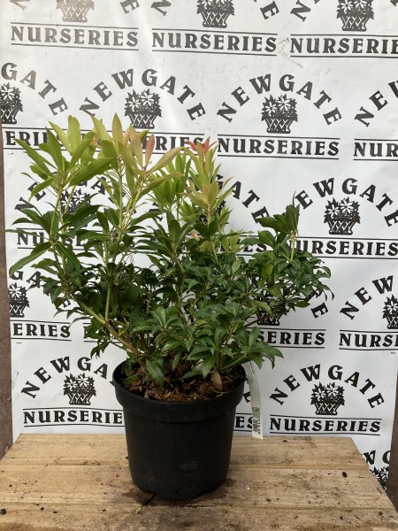Pieris Forest Flame C5