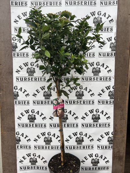 Viburnum Tinus Stem 50cm C5