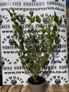 Griselinia (Pot Grown)