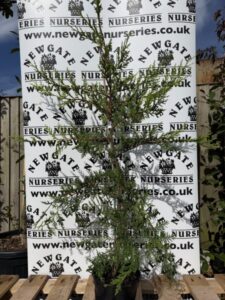 Leylandii (Pot Grown)