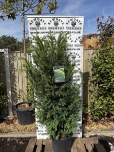 Taxus Baccata (Pot Grown)