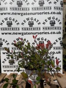 Photinia (Pot Grown)