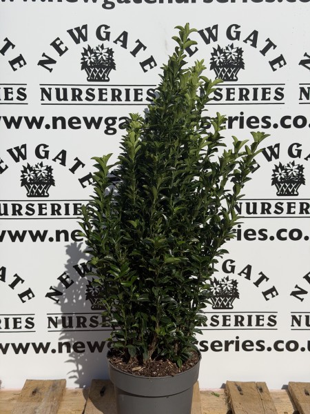 Euonymous (Pot Grown)