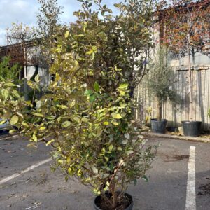 Elaeagnus Maryline 150/175cm