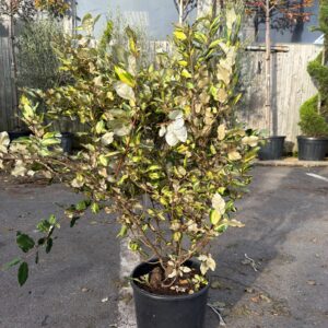 Elaeagnus Maryline 80/100cm