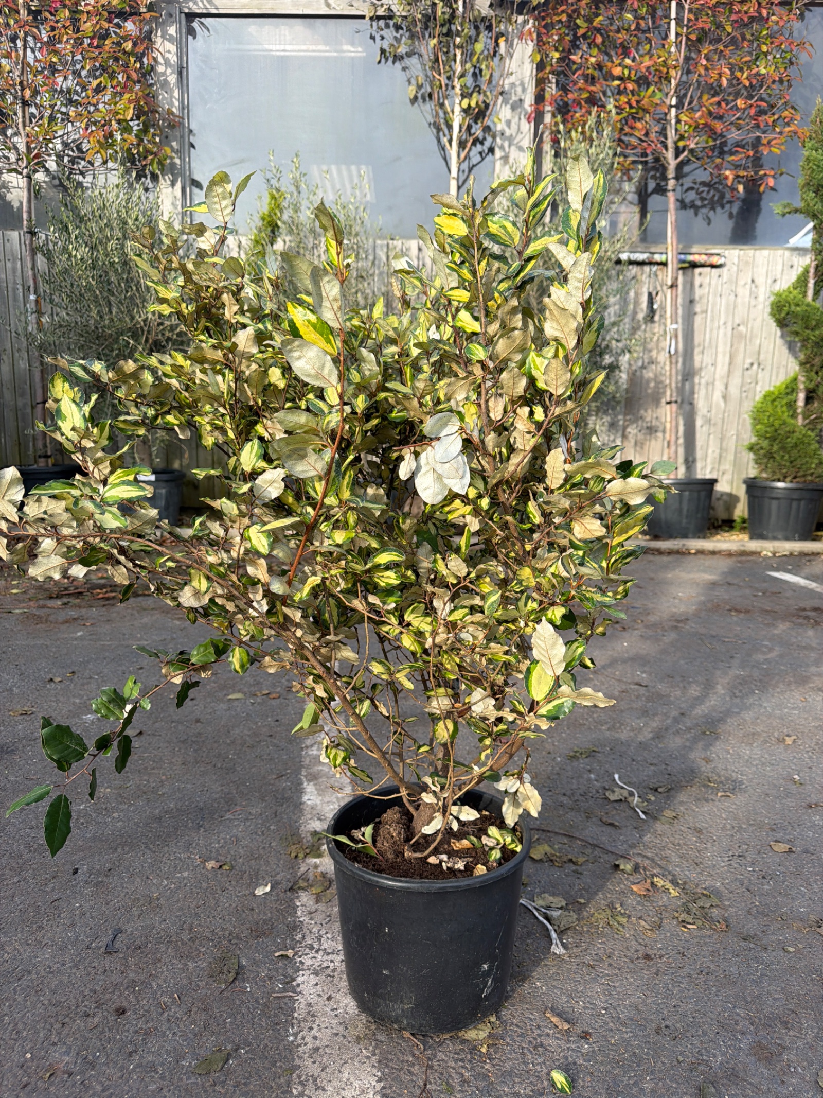 Elaeagnus Maryline 80/100cm