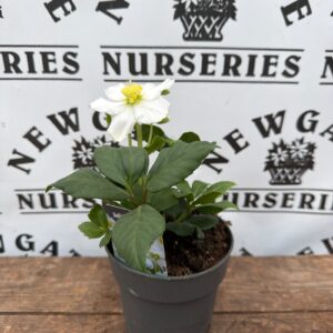 Hellebores Niger C1