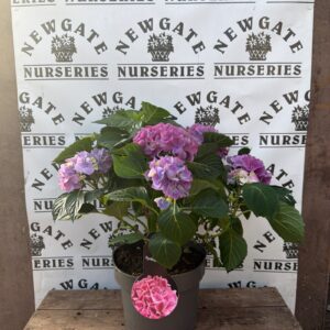 Hydrangea Hi Canal Pink