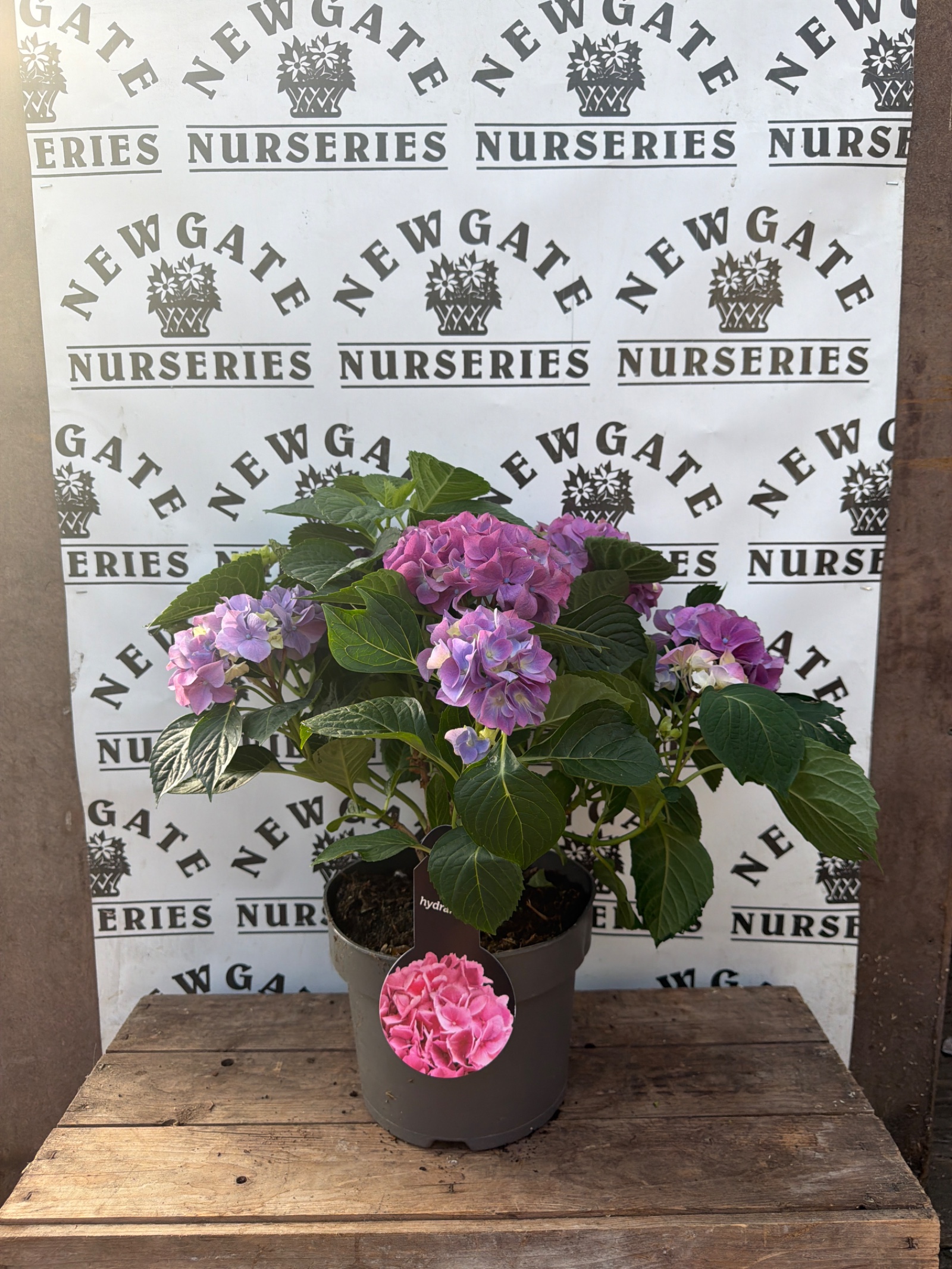 Hydrangea Hi Canal Pink