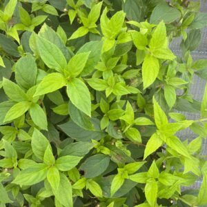 Hydrangea Paniculata Limelight