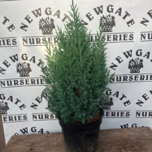 Juniperus Chinensis Pyramidalis