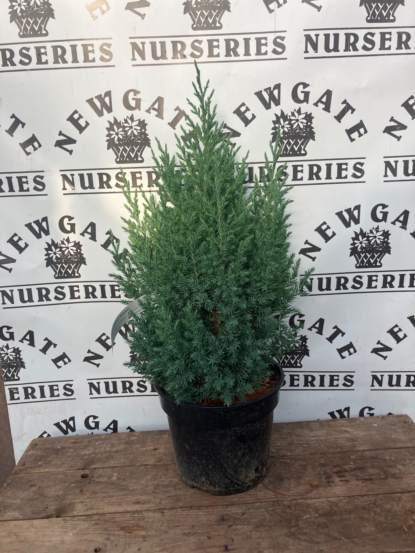 Juniperus Chinensis Pyramidalis