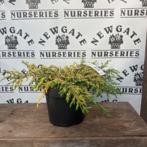 Juniperus Communis Goldschatz