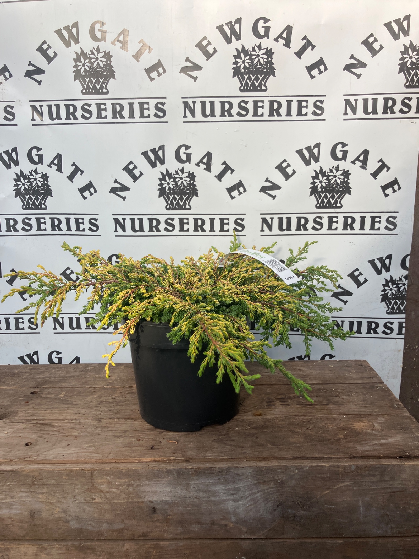 Juniperus Communis Goldschatz