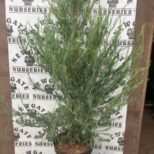 Juniperus Scopulorum Sky Rocket