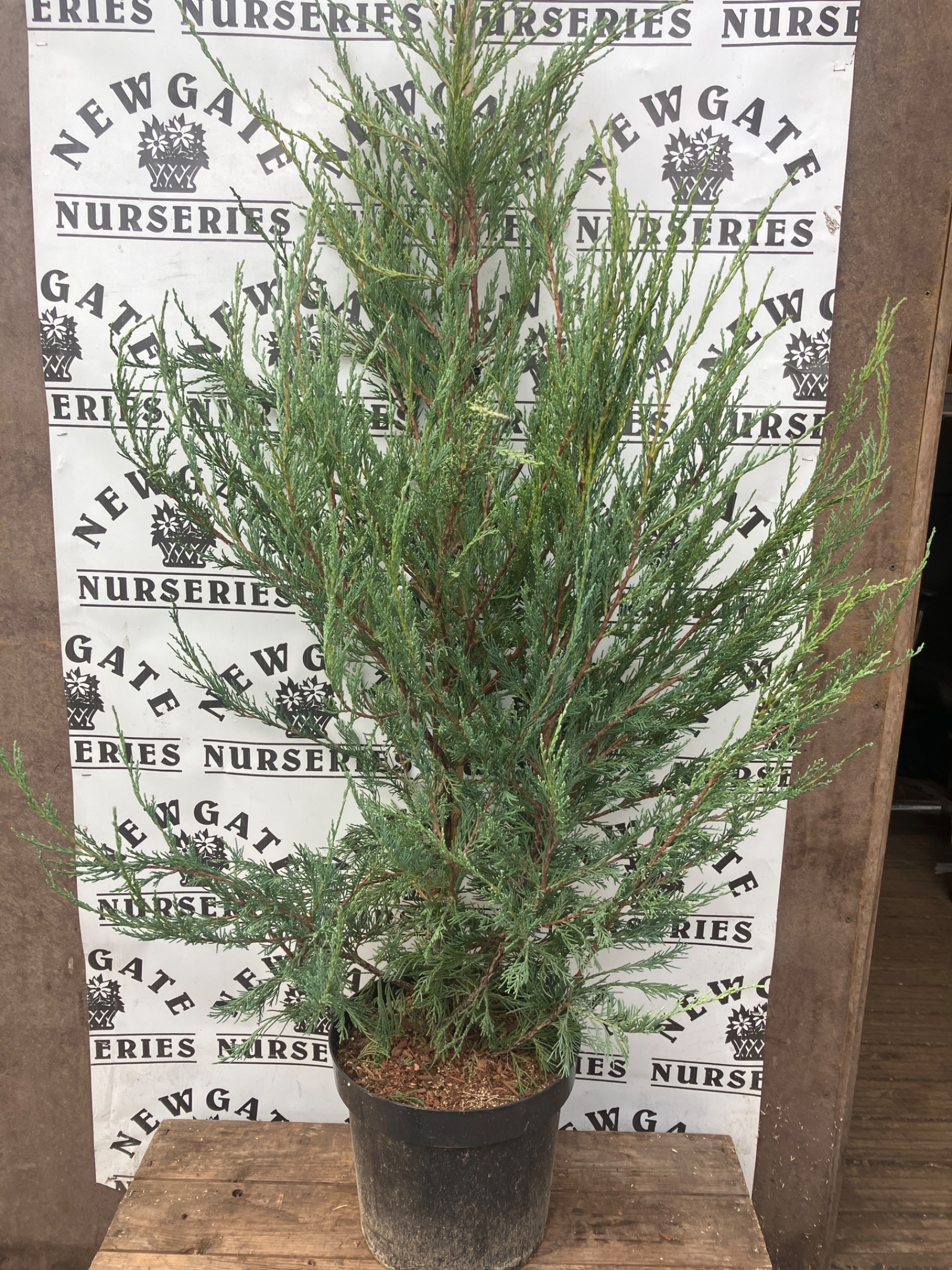 Juniperus Scopulorum Sky Rocket