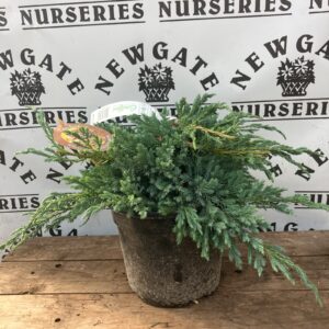 Juniperus Squamata Blue Carpet