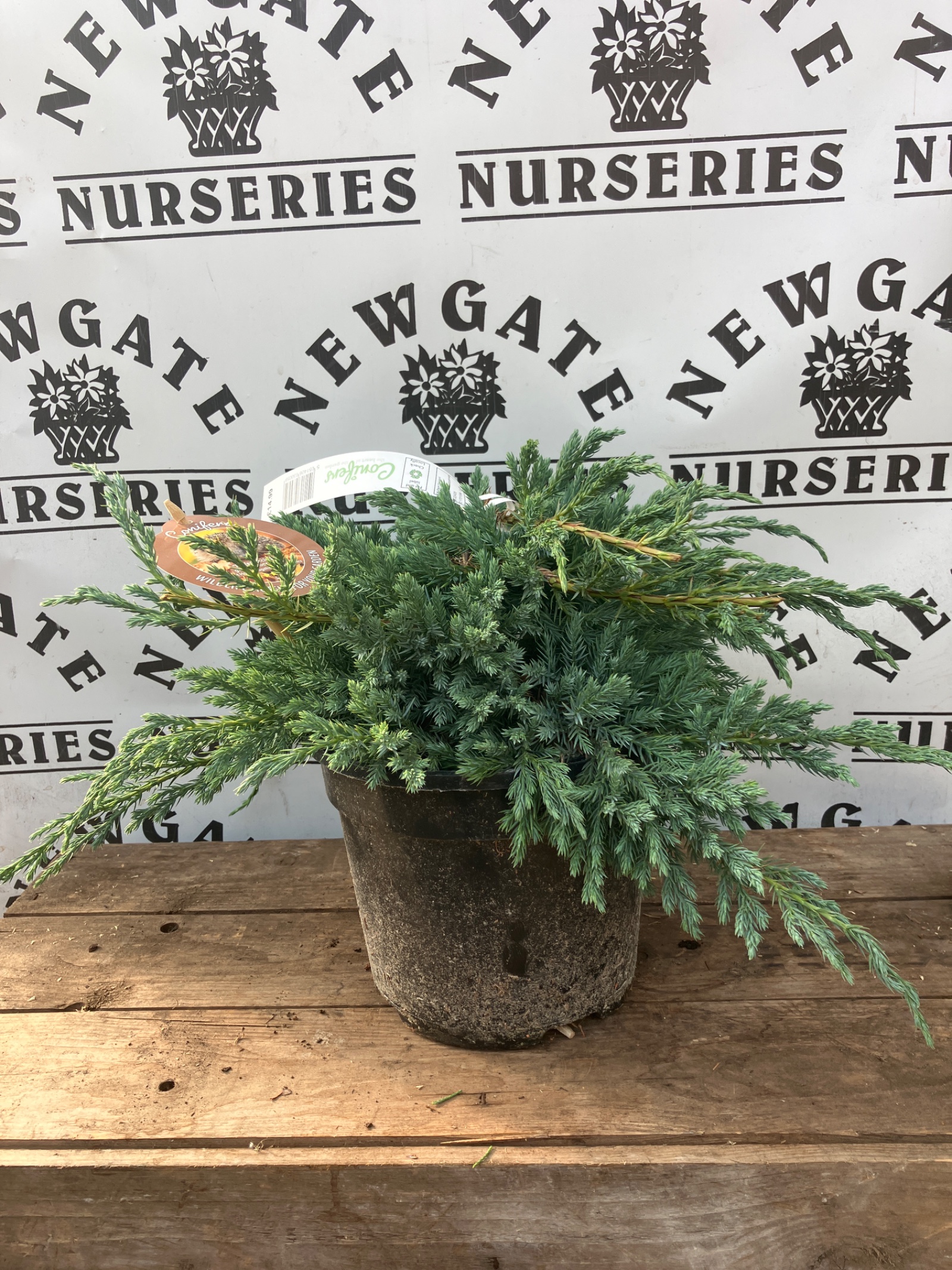 Juniperus Squamata Blue Carpet