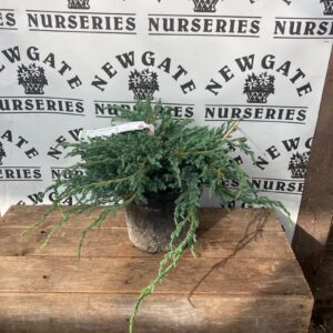 Juniperus Squamata Blue Carpet