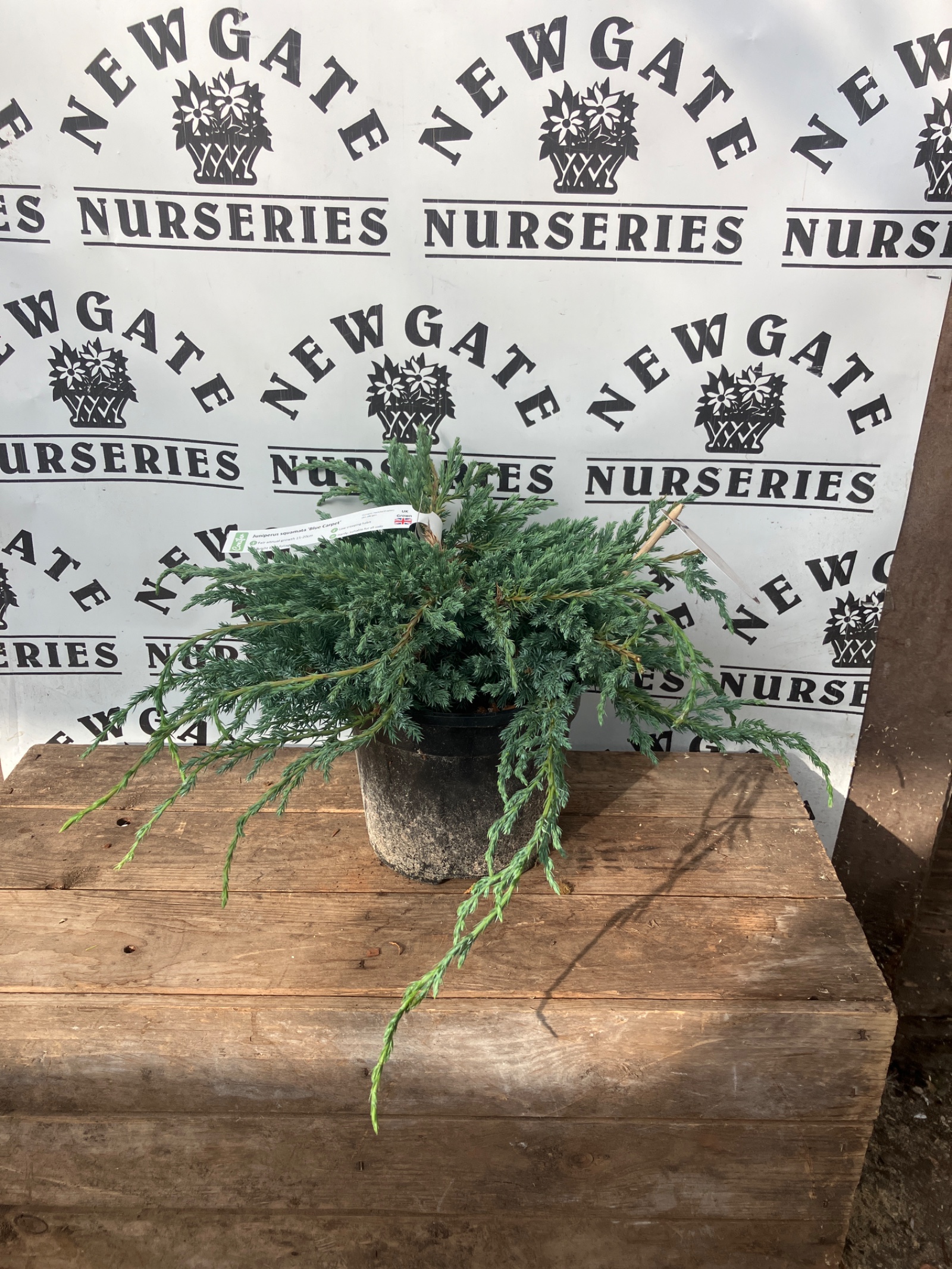 Juniperus Squamata Blue Carpet