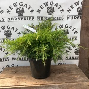 Juniperus x Media Old Gold