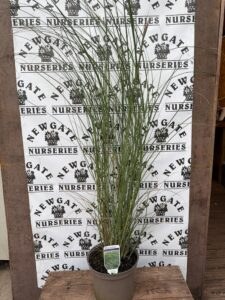 Miscanthus Gracillimus C3