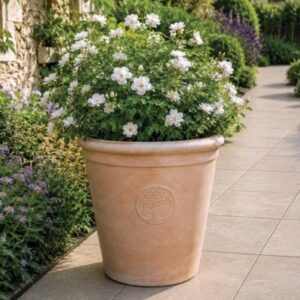 Mims Sycamore Terracotta Cone S3