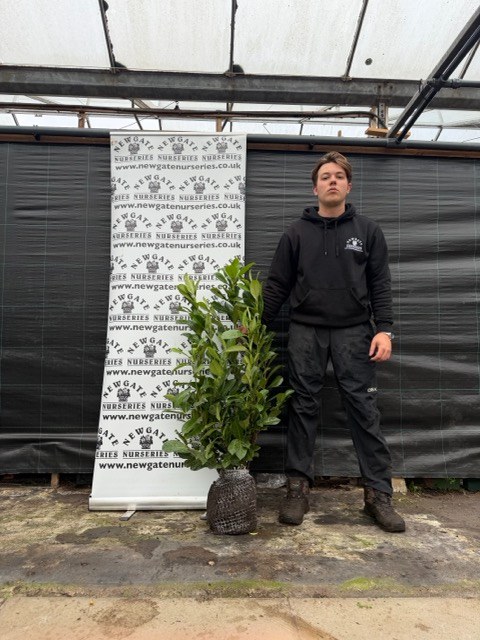 Prunus Rotundifolia