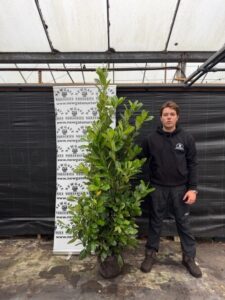 Prunus Rotundifolia 150-175cm (Rootball)