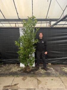 Prunus Rotundifolia 200-250cm (Rootball)
