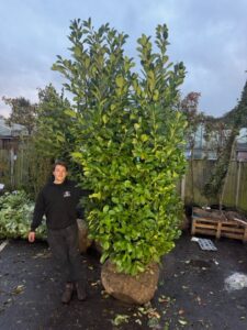 Prunus Rotundifolia 300-350cm (Rootball)