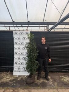 Prunus lusitanica 150-175cm (Rootball)