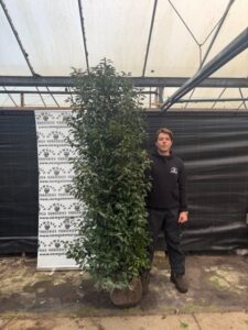 Prunus lusitanica 200-225cm (Rootball)