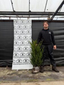 Taxus Baccata