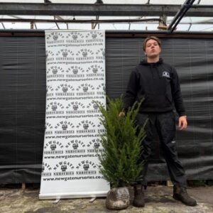 Taxus Baccata