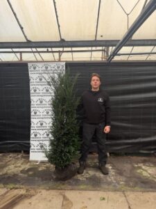 Taxus Baccata 150-175cm (Rootball)