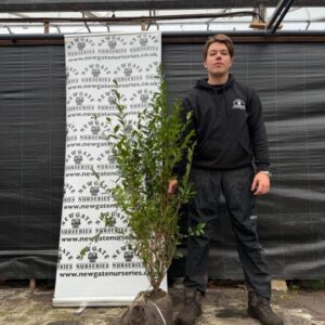 Ligustrum ovafolium 125-150cm (Rootball)