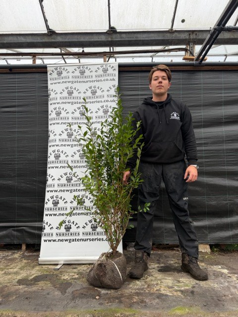 Ligustrum ovafolium 125-150cm (Rootball)