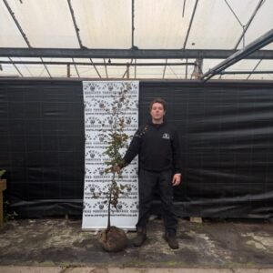 Fagus sylvatica 150-175cm (Rootball)