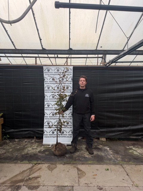 Fagus sylvatica 150-175cm (Rootball)