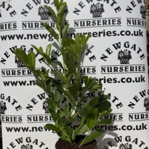 60 x 60-80cm Cherry Laurel (c2 pot)