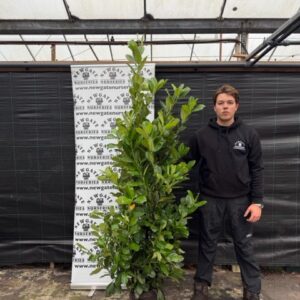 30 x 125-150cm Cherry Laurel (Rootball)