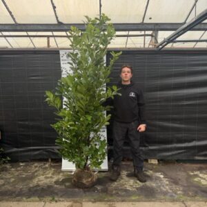 12 x 225-250cm Cherry Laurel (Rootball)