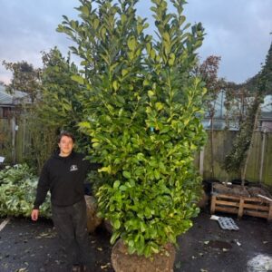 10 x 300-350cm Cherry Laurel (Rootball)