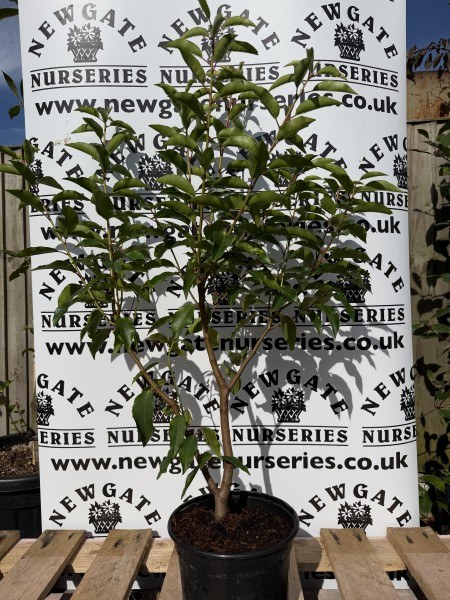 40 x 80-100cm Portugese Laurel (c5 pot)