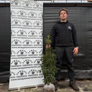 40 x 100-125cm Portugese Laurel (Rootball)