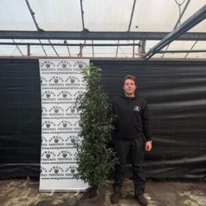 30 x 150-175cm Portugese Laurel (Rootball)