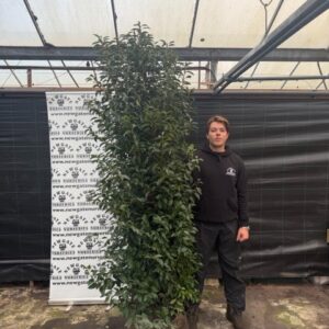 15 x 200-225cm Portugese Laurel (Rootball)