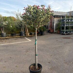 Photinia Pink Marble