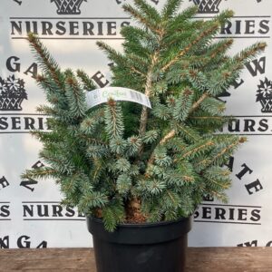 Picea Sitchensis Papoose